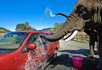 elephant car wash